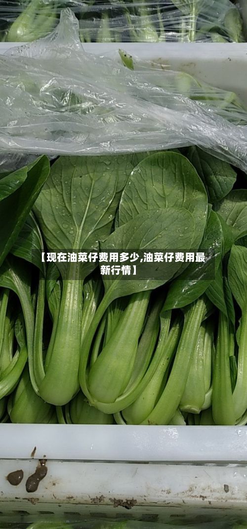 【现在油菜仔费用多少,油菜仔费用最新行情】