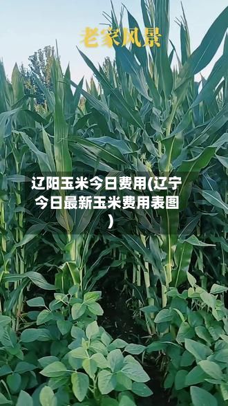 辽阳玉米今日费用(辽宁今日最新玉米费用表图)