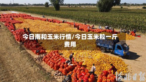 今日南和玉米行情/今日玉米粒一斤费用