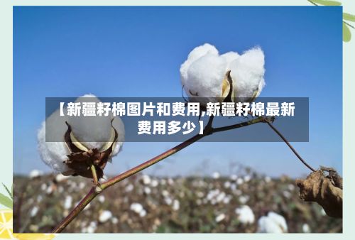 【新疆籽棉图片和费用,新疆籽棉最新费用多少】-第3张图片