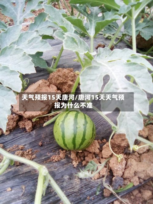 天气预报15天唐河/唐河15天天气预报为什么不准