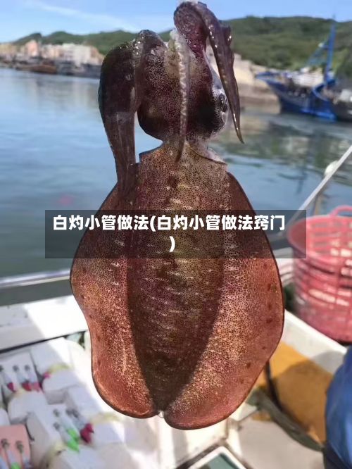 白灼小管做法(白灼小管做法窍门)