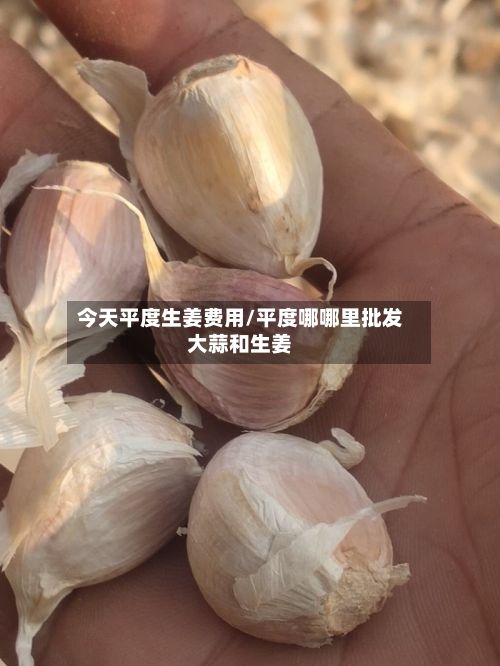今天平度生姜费用/平度哪哪里批发大蒜和生姜