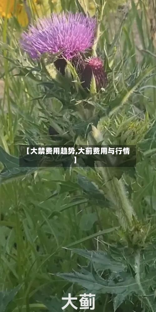 【大禁费用趋势,大蓟费用与行情】