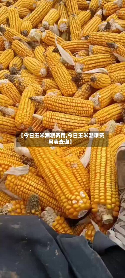 【今日玉米潮粮费用,今日玉米潮粮费用表查询】