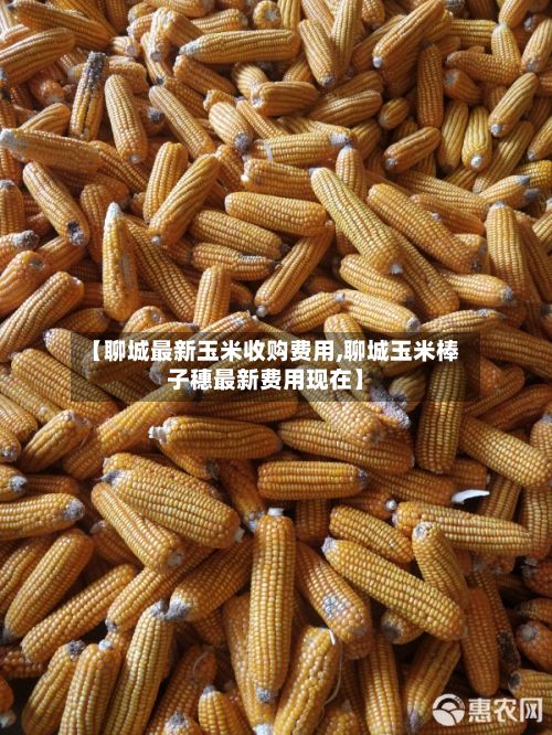 【聊城最新玉米收购费用,聊城玉米棒子穗最新费用现在】-第3张图片