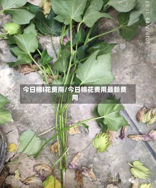 今日棉l花费用/今日棉花费用最新费用-第2张图片