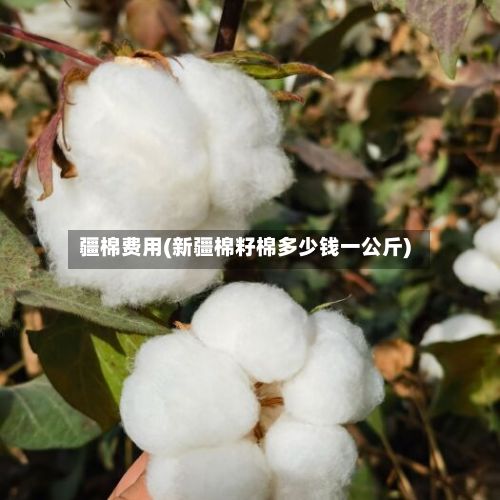 疆棉费用(新疆棉籽棉多少钱一公斤)-第3张图片