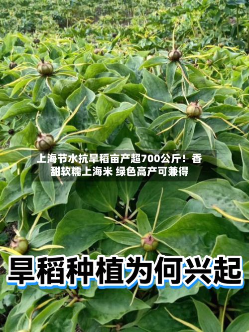 上海节水抗旱稻亩产超700公斤!香甜软糯上海米 绿色高产可兼得-第2张图片