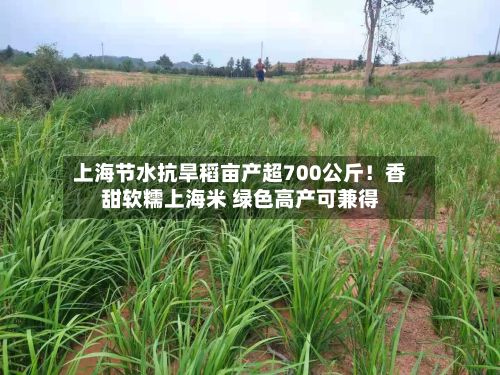 上海节水抗旱稻亩产超700公斤!香甜软糯上海米 绿色高产可兼得-第3张图片