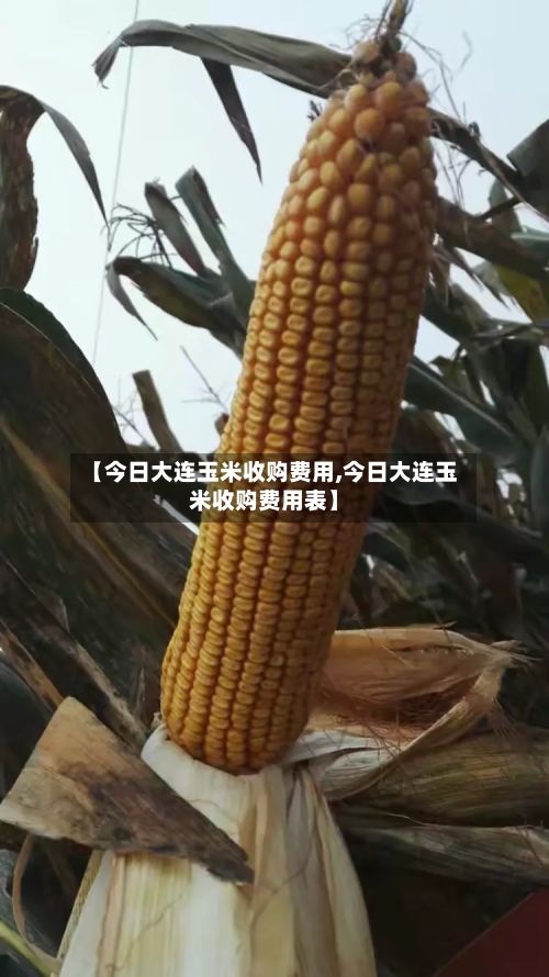 【今日大连玉米收购费用,今日大连玉米收购费用表】-第2张图片