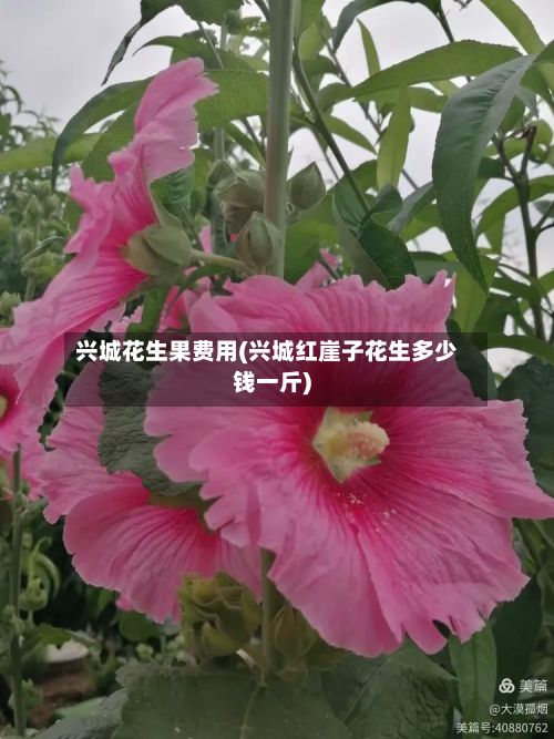 兴城花生果费用(兴城红崖子花生多少钱一斤)