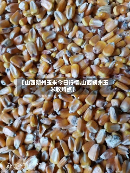 【山西朔州玉米今日行情,山西朔州玉米收购点】-第2张图片