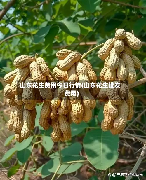 山东花生费用今日行情(山东花生批发费用)