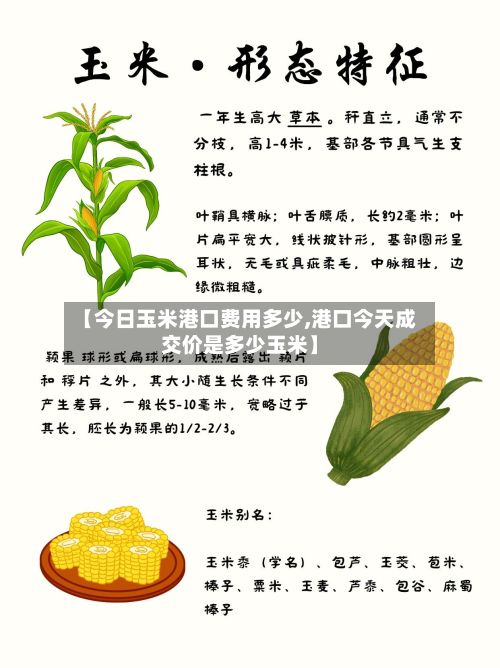 【今日玉米港口费用多少,港口今天成交价是多少玉米】-第2张图片