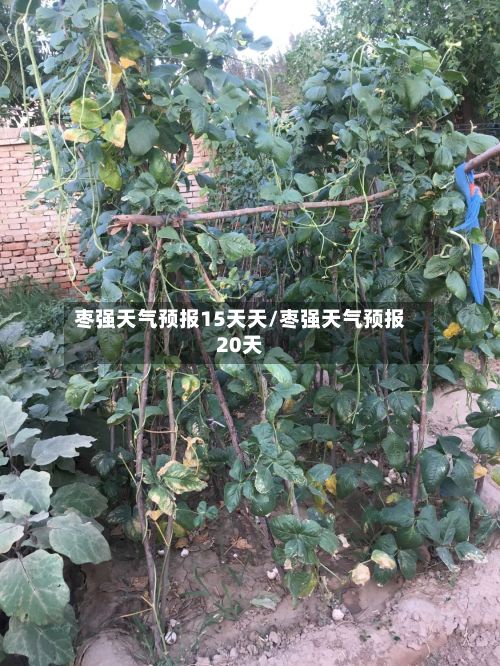 枣强天气预报15天天/枣强天气预报20天