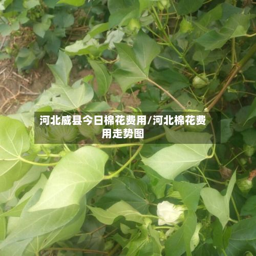 河北威县今日棉花费用/河北棉花费用走势图