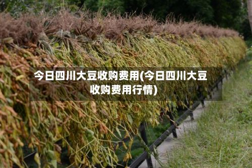 今日四川大豆收购费用(今日四川大豆收购费用行情)-第2张图片