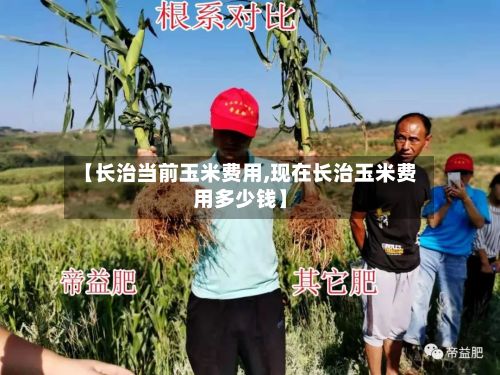 【长治当前玉米费用,现在长治玉米费用多少钱】-第2张图片